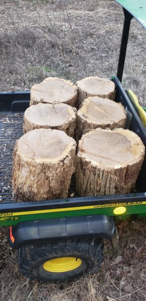 oak rounds sapwood punky.jpg