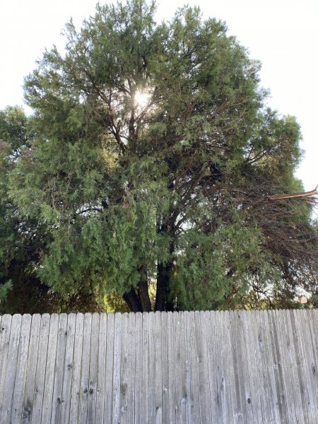 Everygreen Bush Final Trimming 11162020 (1).jpeg