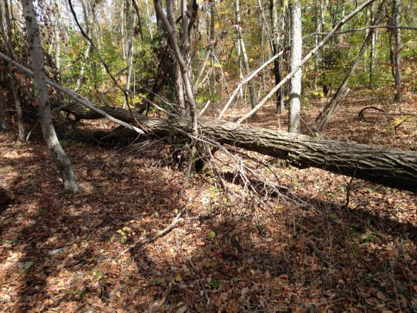 LOCUST-MIDDLETOWN_2.JPG