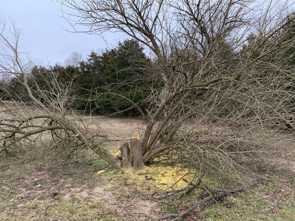 Stihl 261 cutting some Osage Orange.jpg
