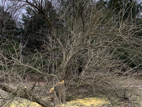 Stihl 261 cutting some Osage trees.jpg