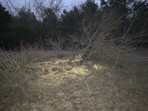 Stihl 261 cutting some Osage, got dark.jpg