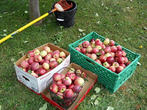 APPLES14.JPG