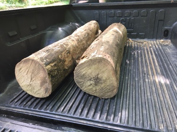 LOCUST_BARE_LOGS.JPG