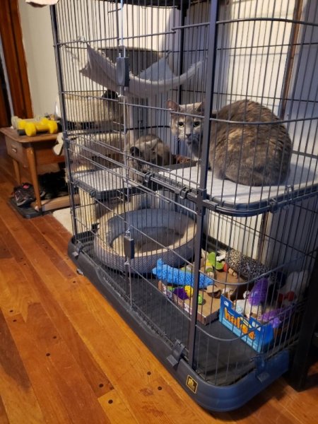 cats in jail for pellet transfer.jpg