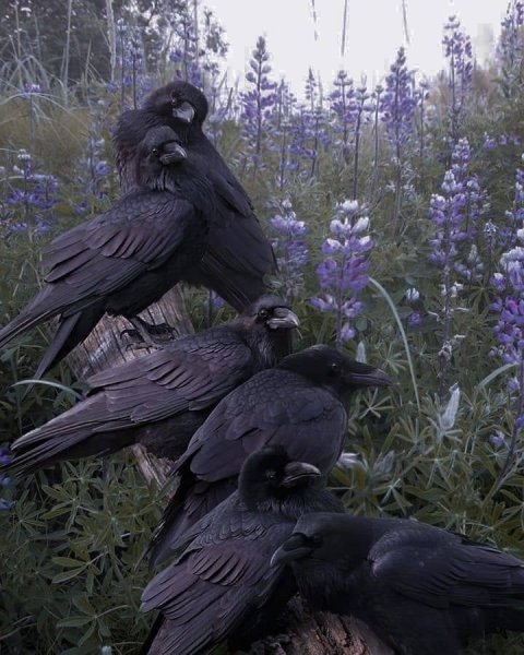 RavenFamily.jpg