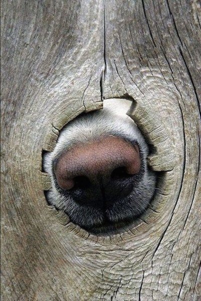 dog-nose.jpg