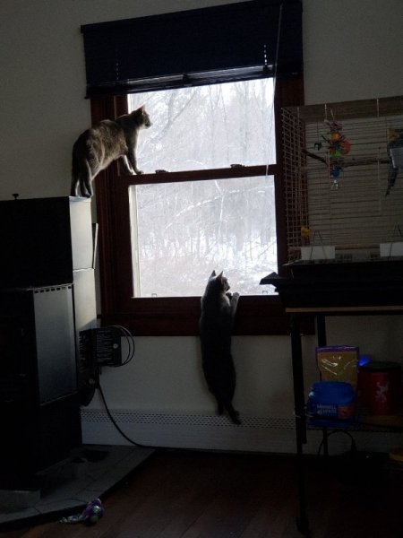 Cats looking out window by stove.jpg