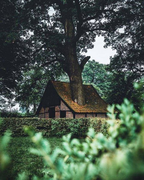 TREE-House.jpg