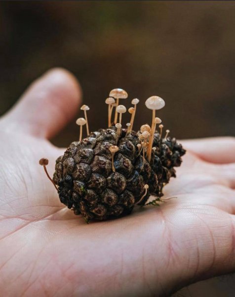 PineconeFungi.jpg