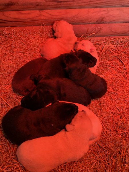 Lab, M puppies.jpg