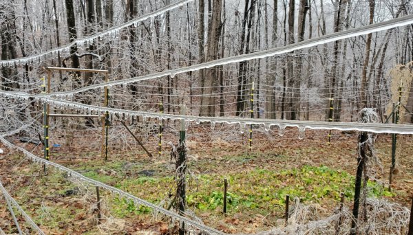 ice on wire fence.jpg