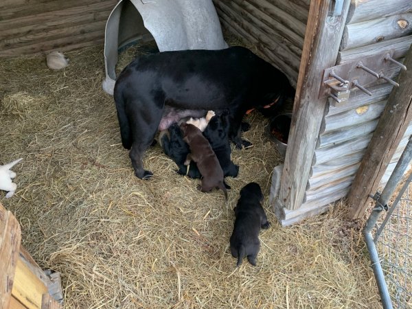 DOG PEN DONE WITH PUPS.jpg