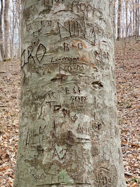 TreeOfNames.jpg