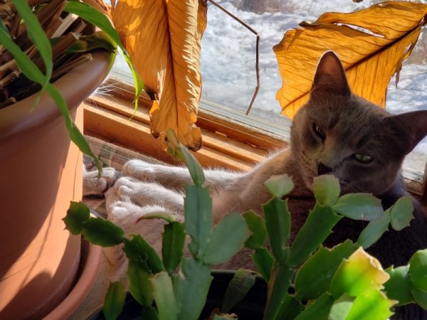Rainey in Kitchen window - what.jpg