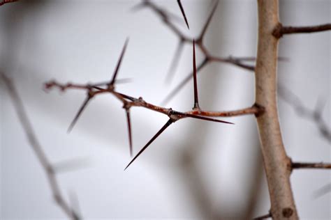 hawthorn tree thorns