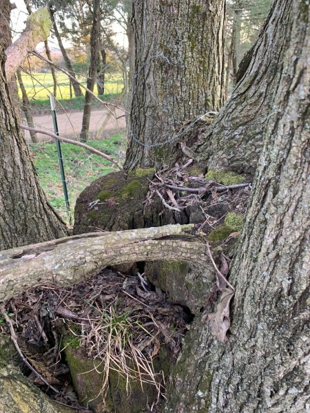 TREE WITH STUMP IN MIDDLE.jpg
