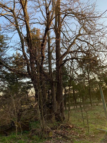 TREE WITH STUMP.jpg