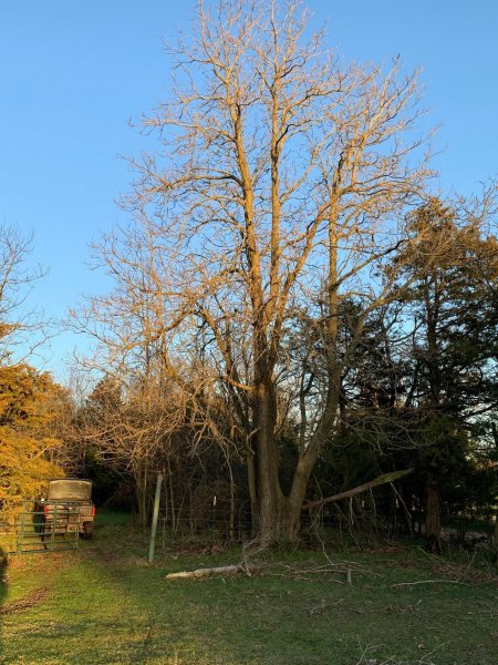 TREE WITH STUMPS.jpg