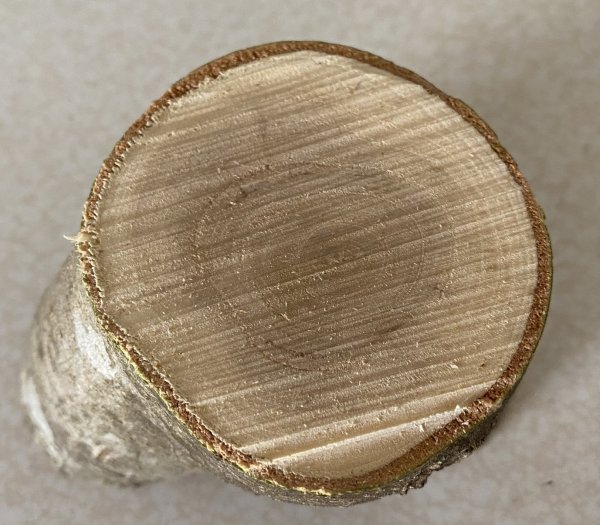 Small log used in test of cutting.jpg.jpeg