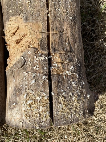 Cutting Chips Stihl 26RM374 Chain 03242021.jpg.jpeg