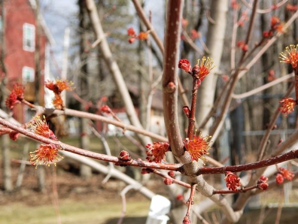 Burgundy Bell maple blooms.jpg