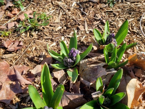 Hyacinth buds 4-9-21.jpg