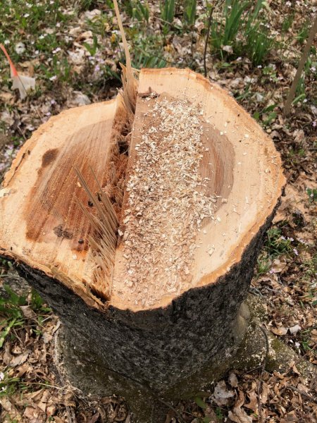 hickory stump.jpg