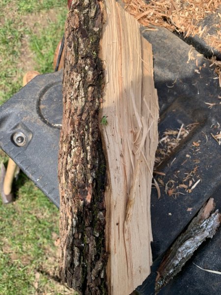 Ash firewood, maybe.jpg