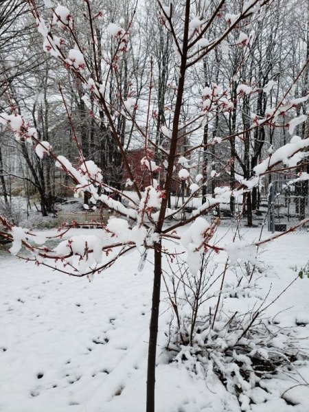 Burgundy Bell maple flowers and snow 1.jpg