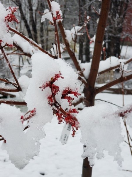 Burgundy Bell maple flowers and snow close.jpg