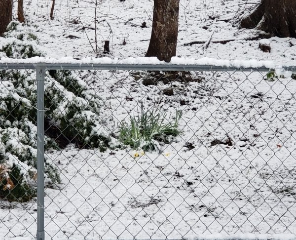 Daffodils fallen in snow.jpg