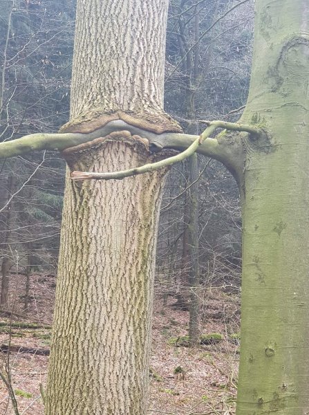 InterTrees.jpg