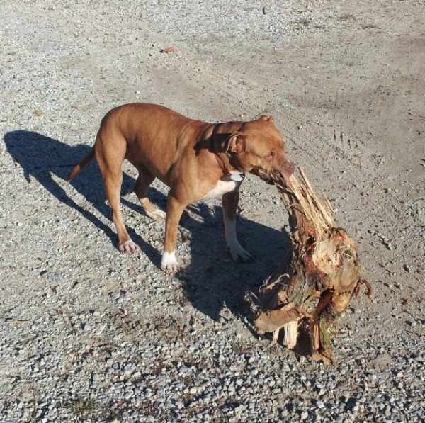 StellaBig wood.jpg
