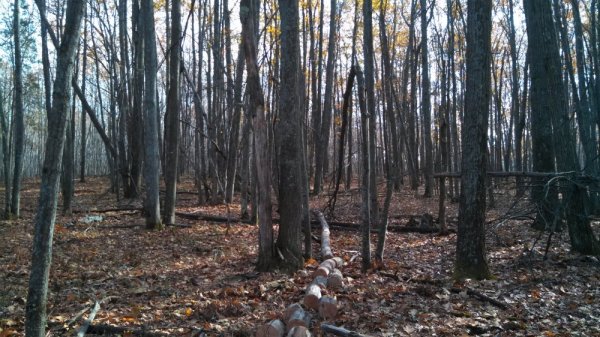 IMG_20131105_125356_098[1].jpg