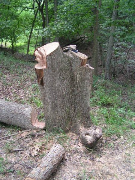 twin white oak stump aug 8 2013.jpg