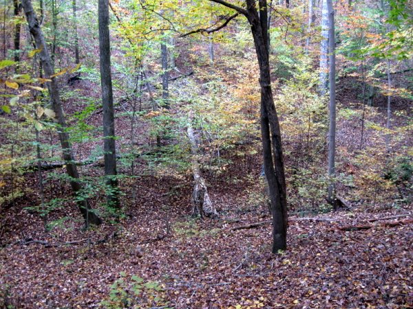 IMG_0233.JPG