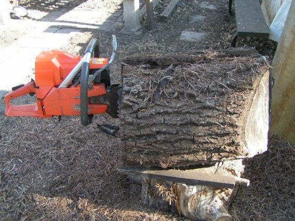 black walnut 3-10-12.jpg