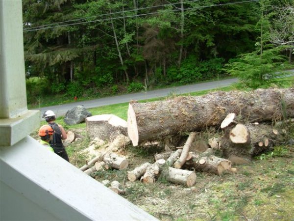 Tree 036.jpg