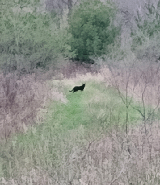 Oxbow-cat-sighting-img_assist-778x900 (1).png