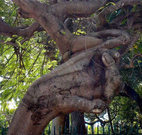 HandTree.jpg