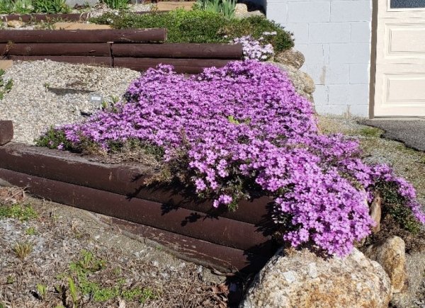 creeping phlox-driveway pink.jpg