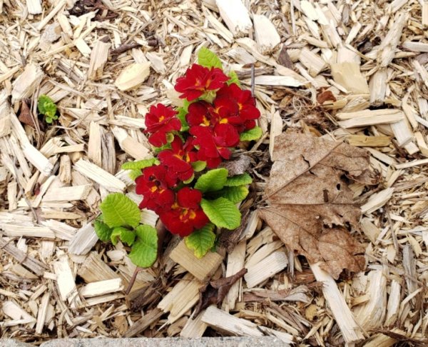 English primrose by mailbox.jpg