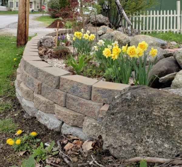 Daffs in roadside garden.jpg