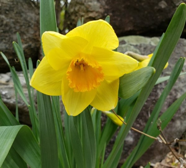 Daff-random-roadside.jpg