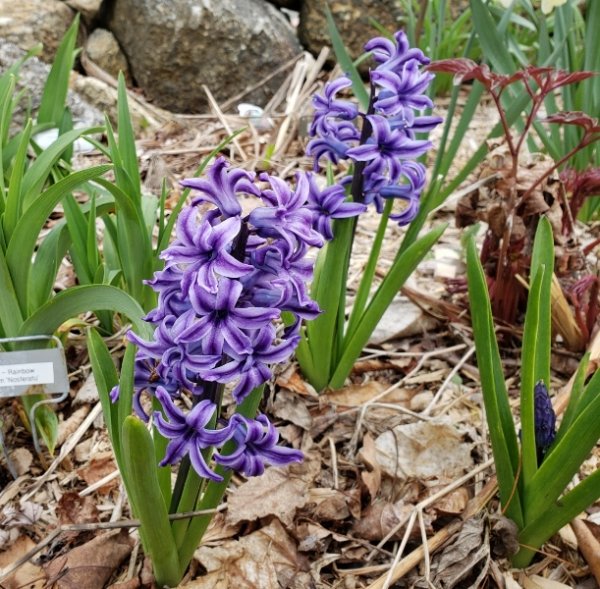 Hyacinth-Blue Jacket and peony starts roadside.jpg