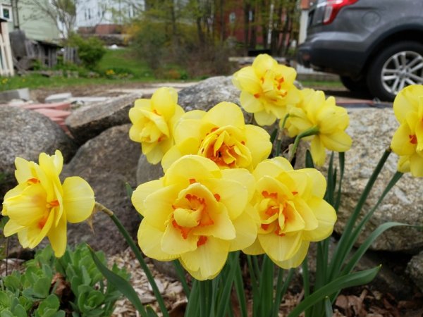 Daffs-Tahiti-roadside.jpg