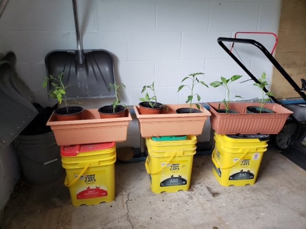 tomatoes and peppers potted.jpg