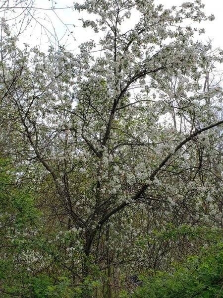 Apple tree in swamp 5-10.jpg