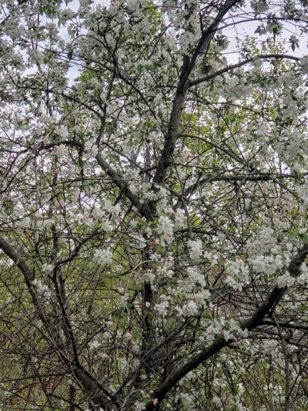 Apple tree in swamp zoomed.jpg